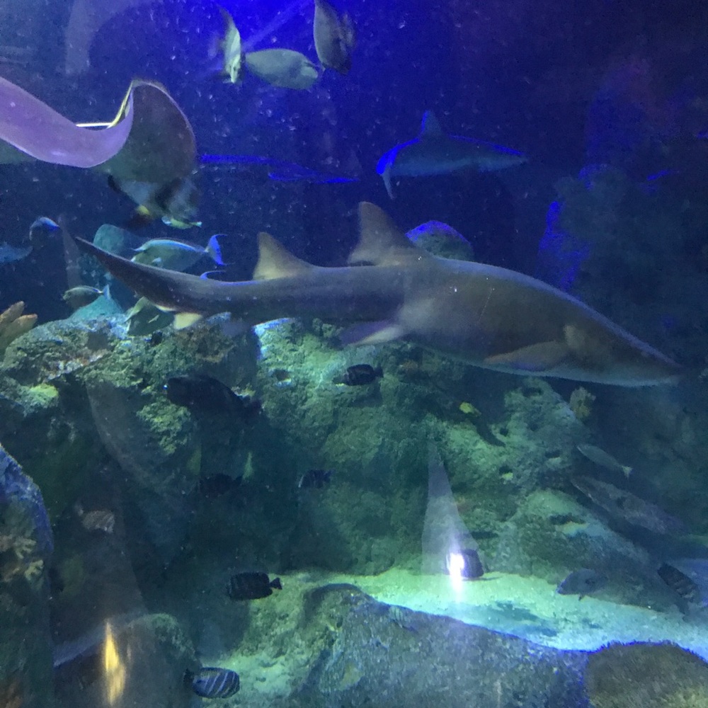 Meet your Posher, Leslie